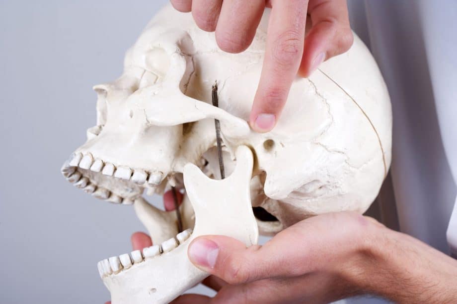 man pointing to tmj on a model of a skull