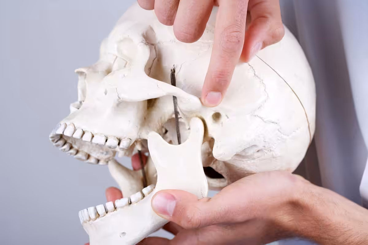 Pointing To Tmj On A Skull Model.jpg