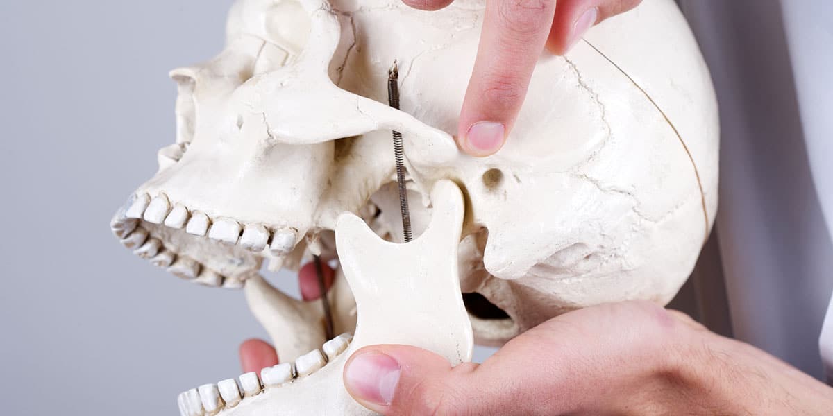 Pointing to the temporomandibular joint (TMJ) on a model school